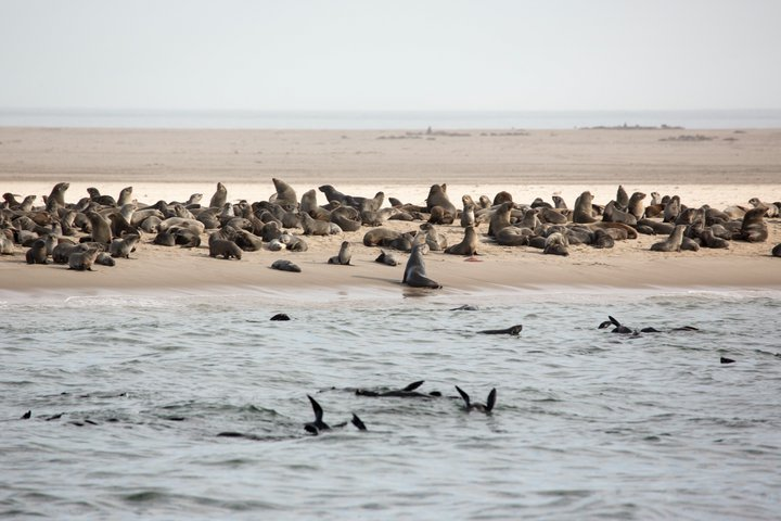 Marine Dolphin Seal Cruise - Photo 1 of 15