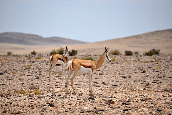 Namib Desert Landscape Tour - Photo 1 of 13