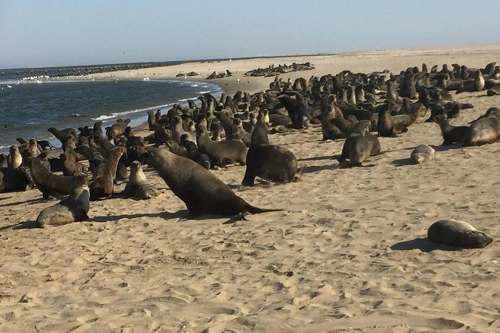 Pelican Point tours,Lagoon tours, Dune7 Adventure  - Photo 1 of 18