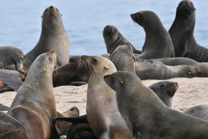 Sammy the Seal is out there somewhere