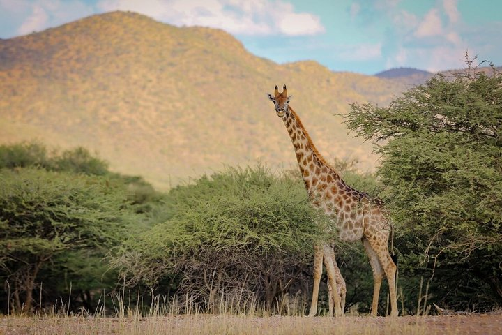 Scenic Game Drive - Photo 1 of 7