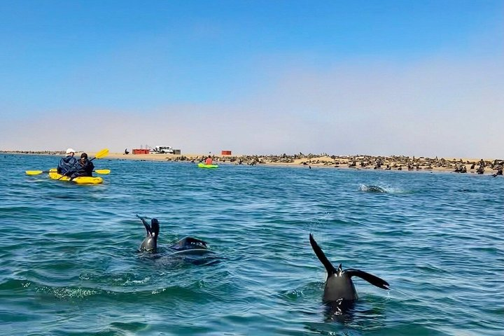 Seal Kayaking at Pelican Point from Swakopmund - Photo 1 of 18