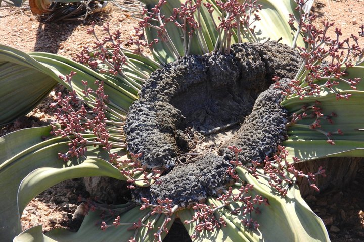Wonderful Welwitschia Goanikontes Moonlandscape Tour - Photo 1 of 19
