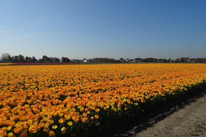 4 hours Private Tour of the flourishing flowerfields by car or minivan  - Photo 1 of 7
