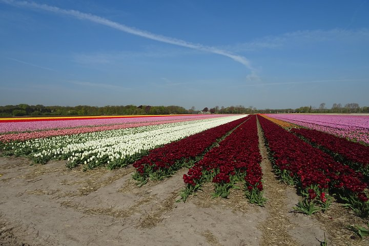 4 hours private tour to the famous colourfull flower fields from Amsterdam - Photo 1 of 6