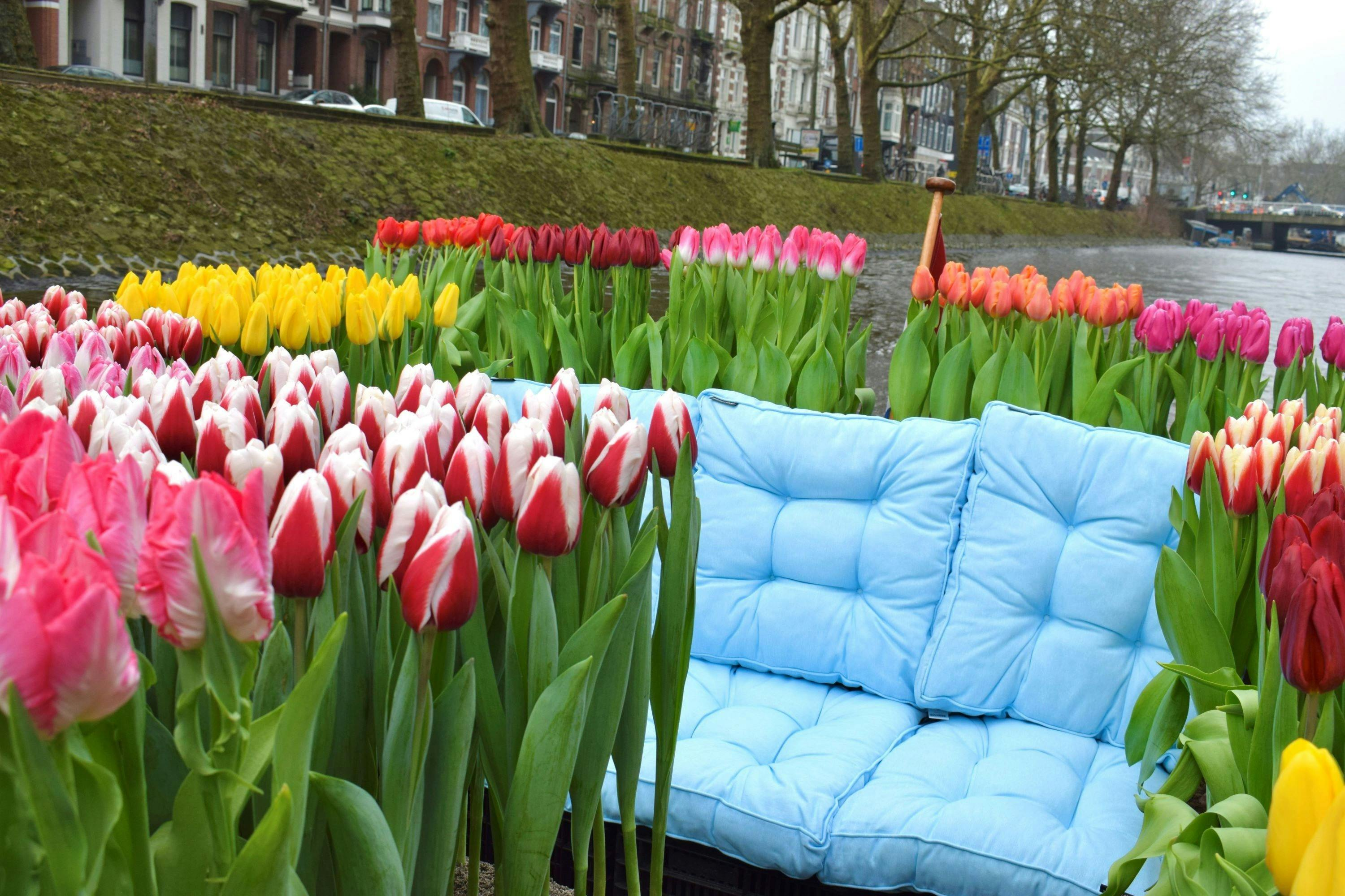 Haarlem: Tulip Boat Sightseeing Cruise - Photo 1 of 7