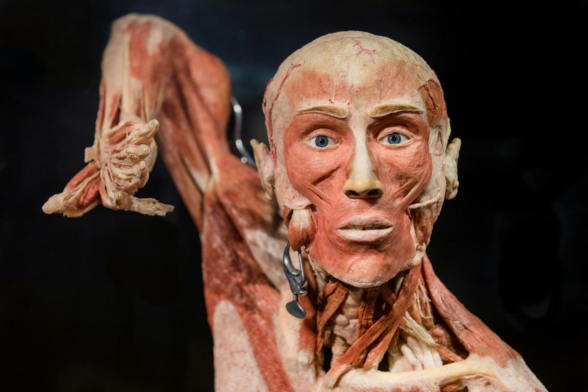 BODY WORLDS - The Happiness Project: Skip The Line Ticket - Photo 1 of 8