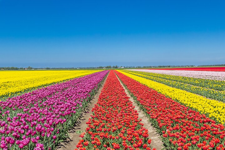 Experience the stunning Tulip Route in Noordoostpolder where endless fields burst with colorful blooms creating a picturesque landscape perfect for unforgettable springtime memories.