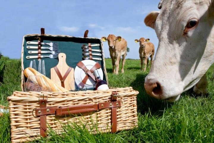 E-bike Tour with Picnic in the Amsterdam Wetlands small group - Photo 1 of 9