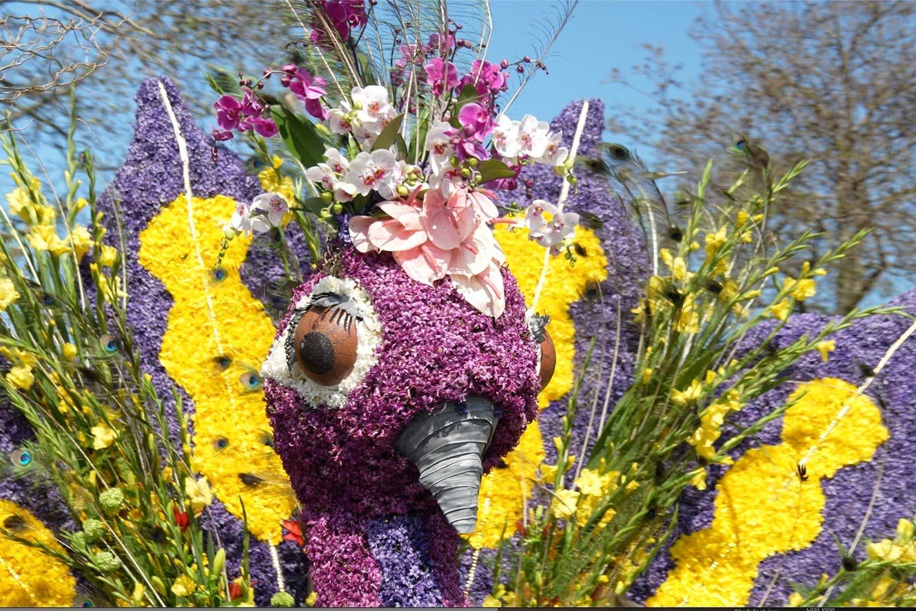 Flower Parade: Half-Day Tour from Amsterdam - Photo 1 of 5