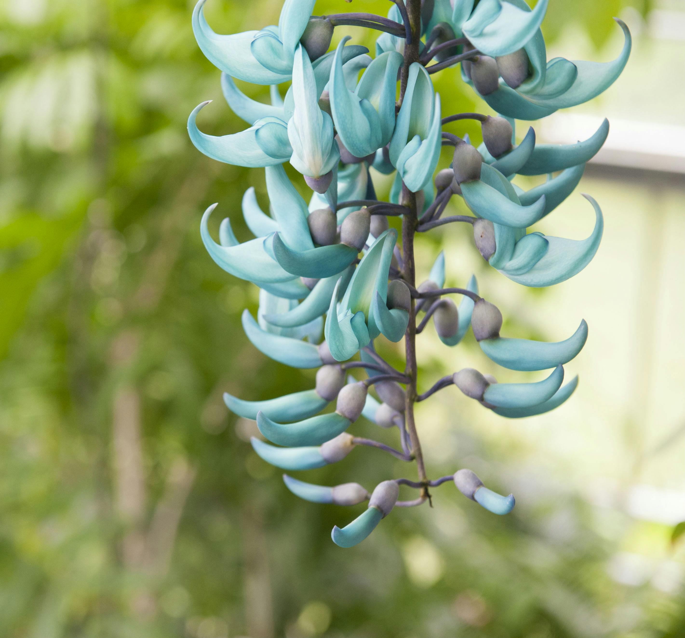 Hortus Botanicus Leiden: Skip The Line Ticket - Photo 1 of 7