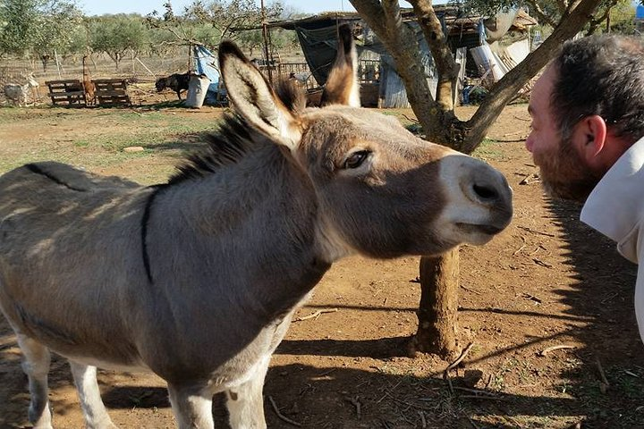 Inspirational Nature Walking Tour with Donkeys in The Hague - Photo 1 of 9