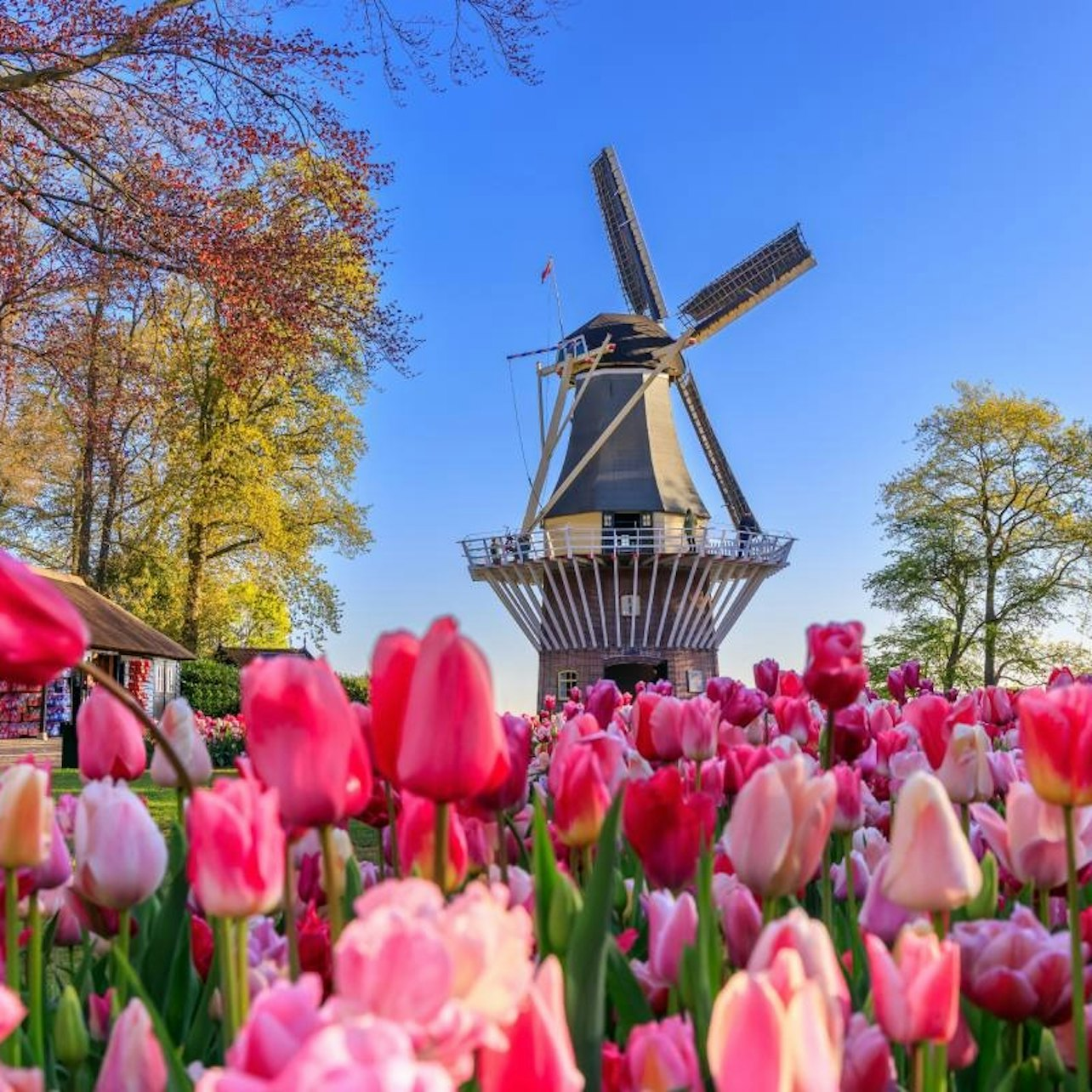 Keukenhof & Zaanse Schans: Full-Day Guided Tour with Entry - Photo 1 of 25