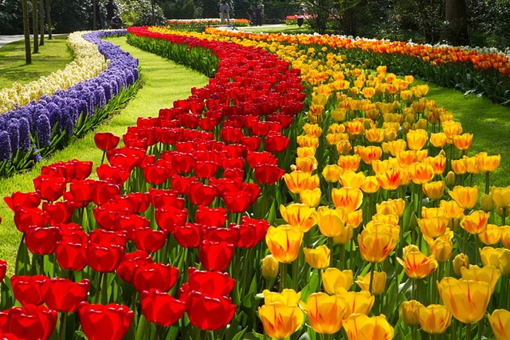 See Keukenhof in Spring 2021 again.