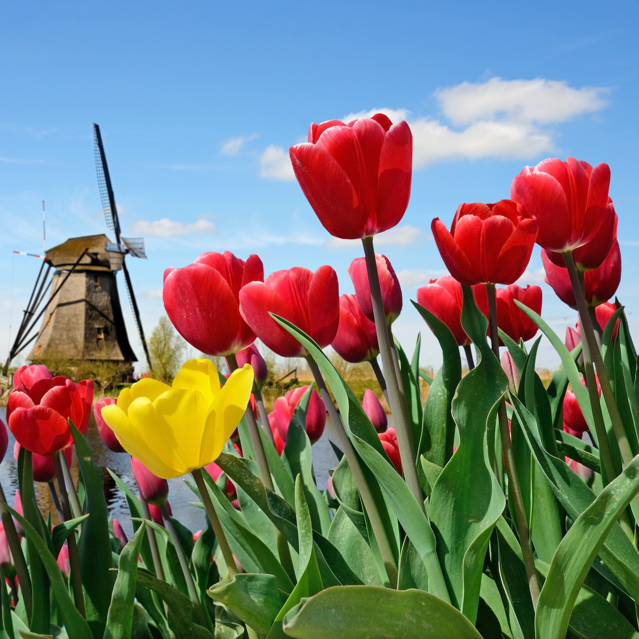 Keukenhof: Entry + Return Bus Transfer from A’dam Tower - Photo 1 of 6