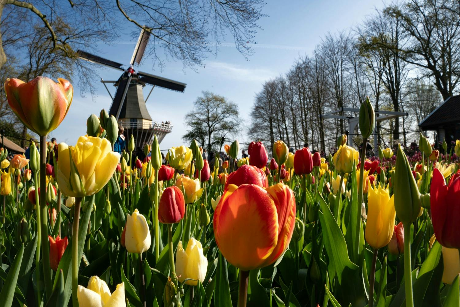 Keukenhof: Entry + Roundtrip Coach from The Hague - Photo 1 of 4