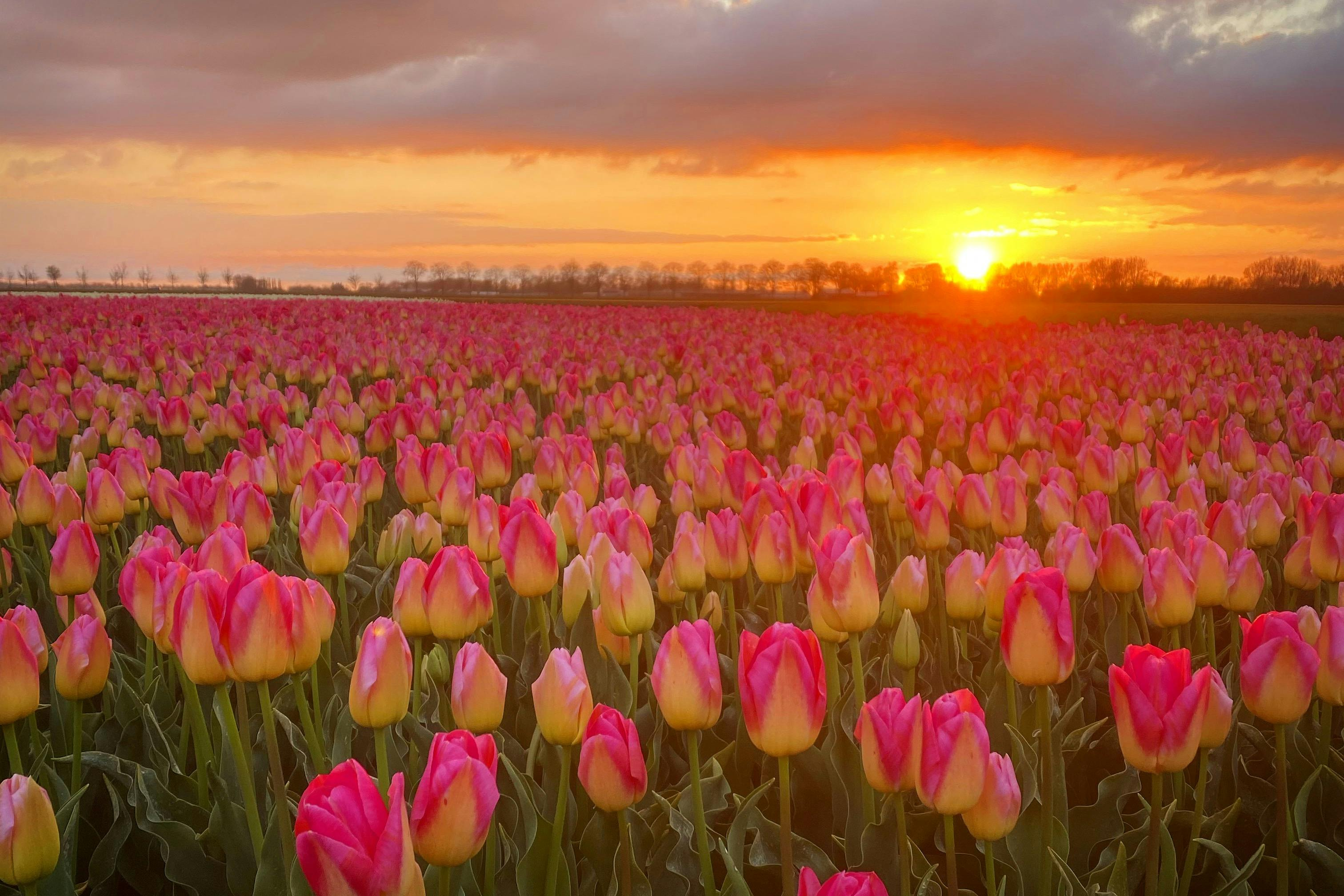 Amsterdam: Guided Tulip Tour + Dinner - Photo 1 of 9