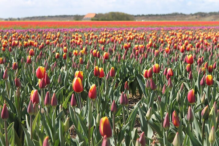 Noord Hollands Private Tulip Tour - Photo 1 of 6