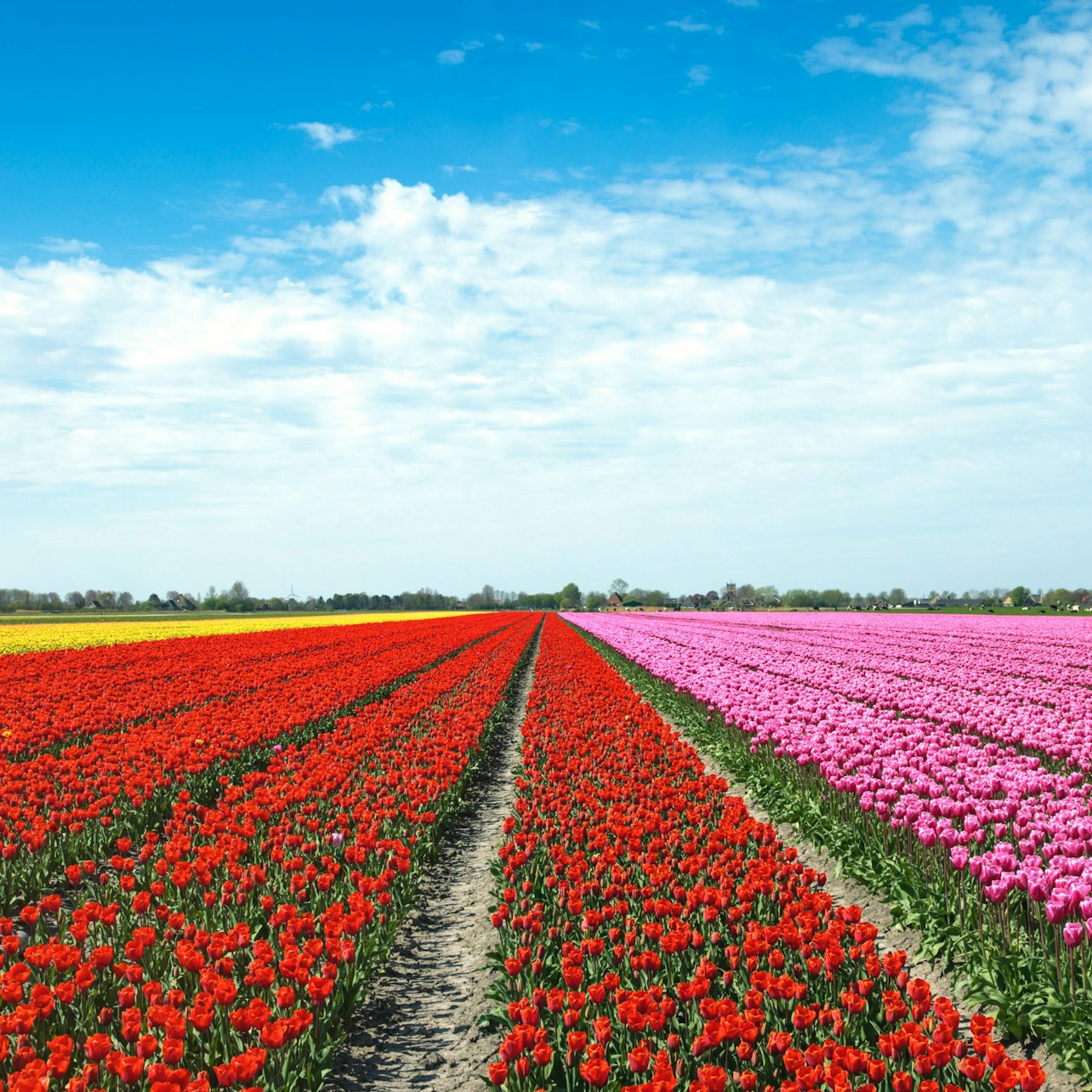 Tulip Fields of Holland Tour - Photo 1 of 6