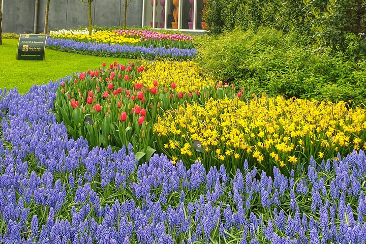 Keukenhof Tulips Dutch Highlights Tour: Delft, Windmills & Cheese - Photo 1 of 25