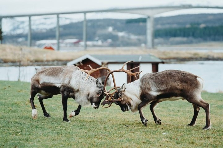 Arctic Nature Tour from Tromsø with Scenic Sommarøy picnic - Photo 1 of 25