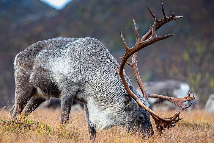 Arctic Nature Tour from Tromsø - Photo 1 of 25