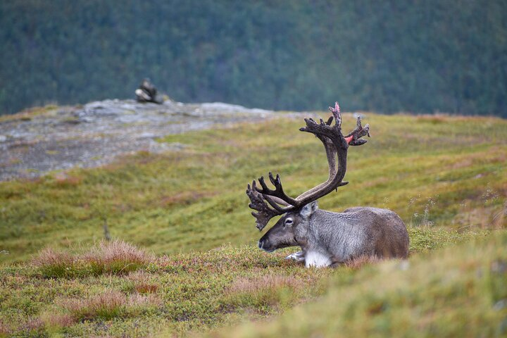 Witness the majesty of Arctic wildlife as reindeer roam freely across lush landscapes surrounded by stunning fjords and the rugged charm of Norway's natural beauty.