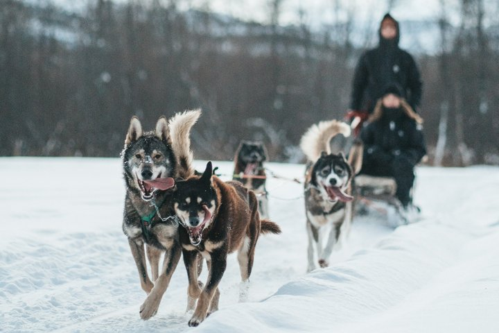 Dog Sled Tour and Husky Cuddles - Photo 1 of 18