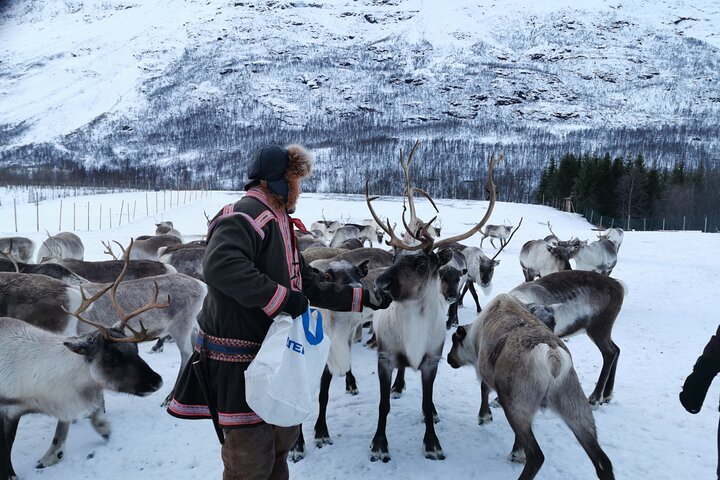 Immerse yourself in Sami culture as you interact with reindeer and learn traditional lasso-throwing techniques in a stunning winter landscape creating unforgettable memories for the whole family.