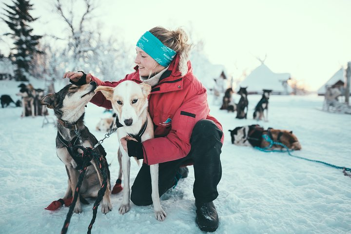 Experience the joy of cuddling with Alaskan Huskies forming a bond before your exciting dog sledding adventure through the stunning Arctic wilderness surrounded by snow-covered tranquility.