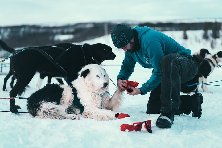 We take animal welfare seriously and look after our dogs