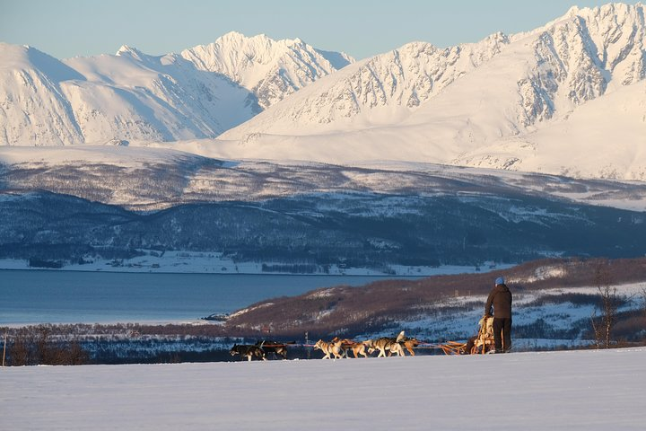 Dog Sledding: A Self-Drive Arctic Experience from Tromsø - Photo 1 of 10
