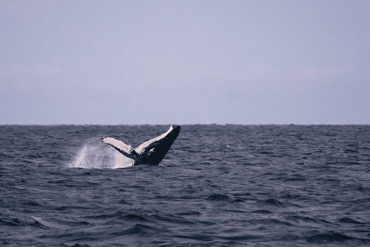 Tromsø Whale & Orca Safari – All-Inclusive (Max 50 pax) - Photo 1 of 22
