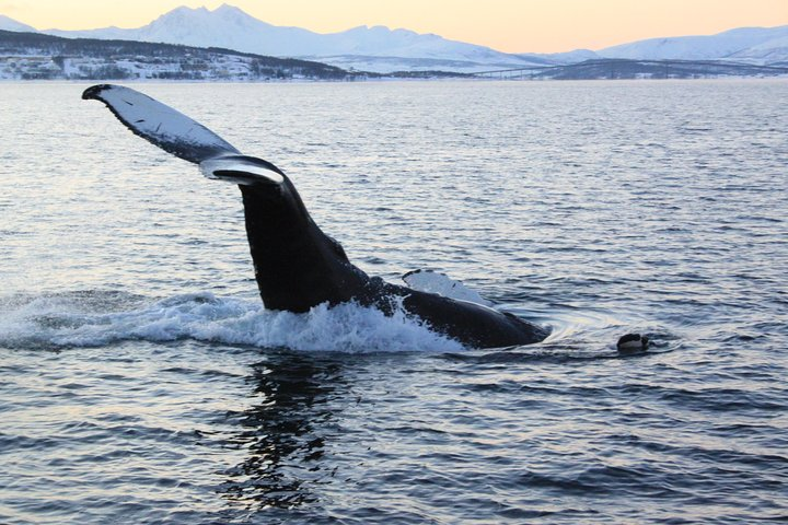 Immerse in the stunning Norwegian landscape as a majestic whale breaches the surface showcasing the unique marine life of Tromsø's waters. A true spectacle for nature lovers.