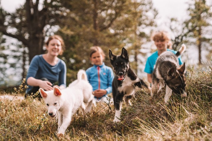 Puppy Training Experience at a Husky Farm in Tromso - Photo 1 of 9