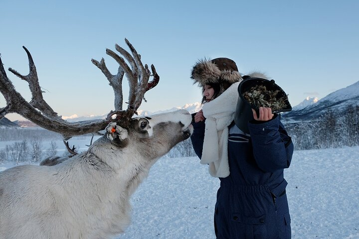 Join in for an unforgettable experience feeding reindeer while surrounded by the majestic Lyngen Alps immersing yourself in Sámi culture with warm interactions and scenic views.