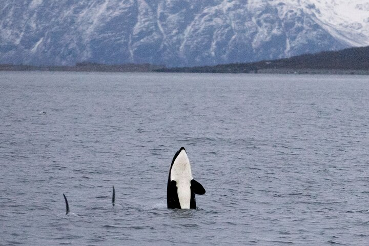 Silent Whale Watching - Photo 1 of 13