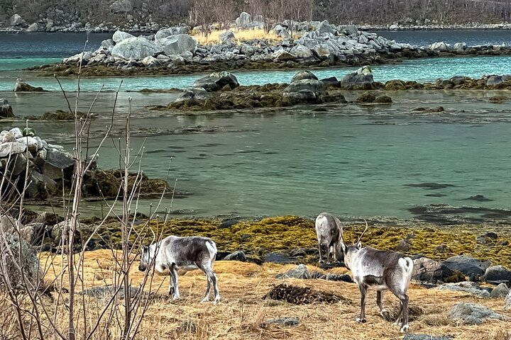 Experience the diverse shades of blue in Northern Norway's landscape where serene waters meet grazing reindeer adding a unique perspective to your travel photography adventures.