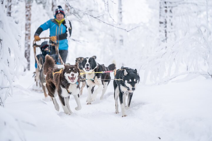 Experience the joy of guiding your own dog team through stunning snowy landscapes surrounded by playful huskies and the serene beauty of the wilderness near Tromsø.
