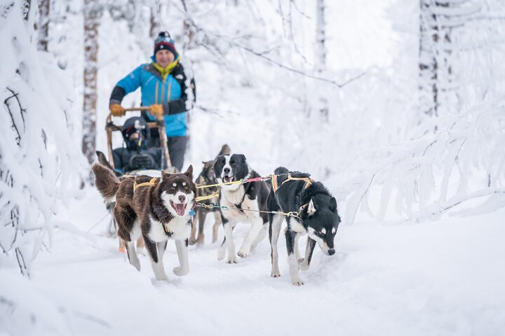 Private Husky Sledding: Drive or Ride – 2 Hours from Tromsø - Photo 1 of 12