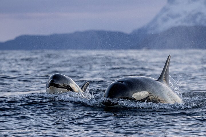 Tromso Skjervoy Whale Watching on RIB Boat - Photo 1 of 9