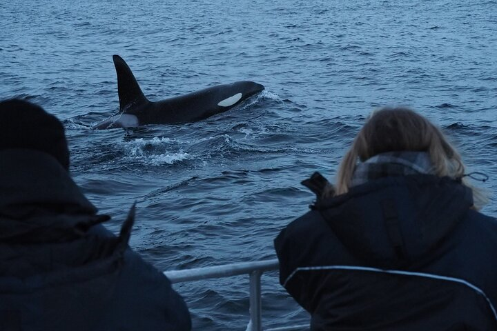 Small group Whale watching - Photo 1 of 15