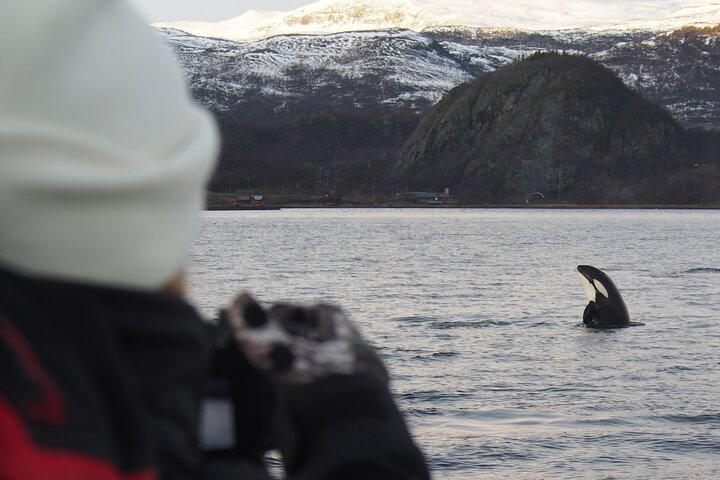 Small group Whale watching - Photo 1 of 15