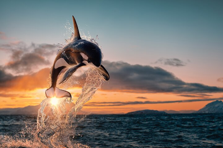 Witness the majestic orca leaping from the shimmering water at sunset showcasing the raw beauty of the Arctic marine life and the thrill of an unforgettable whale watching adventure.