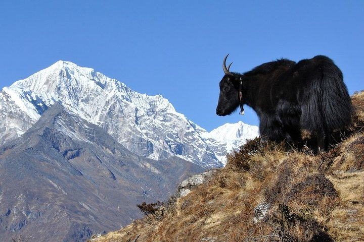 Yaks around the himalaya