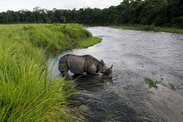 3 Nights 4 Days Chitwan National Park with Tower Night Stay - Photo 1 of 25
