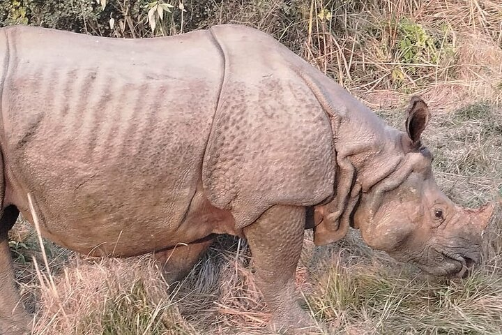 3-Day Chitwan National Park Jungle Safari Tour Package with Pick Up - Photo 1 of 18
