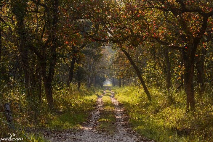 Chitwan Jungle Safari Tour - 2 Night /3 Days With Private Transportation - Photo 1 of 3