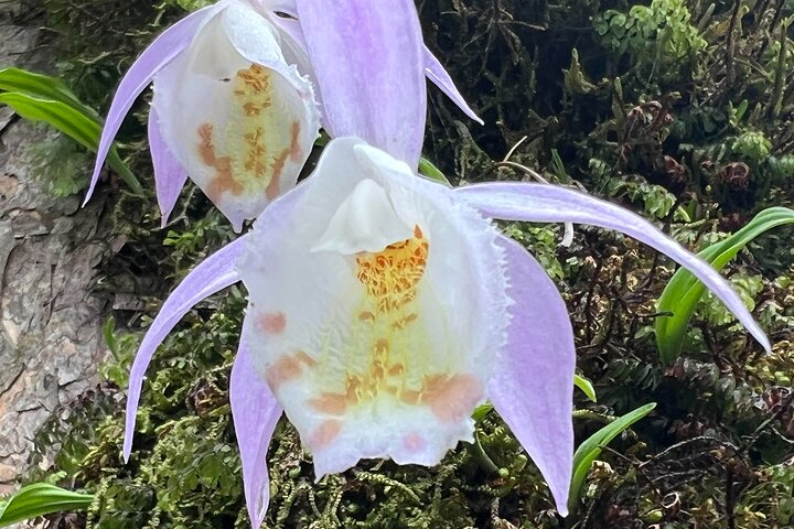 Explore the Beauty of Champa Devi: A Rewarding Hiking Experience - Photo 1 of 6