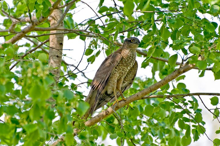 vulture gazing from tree.